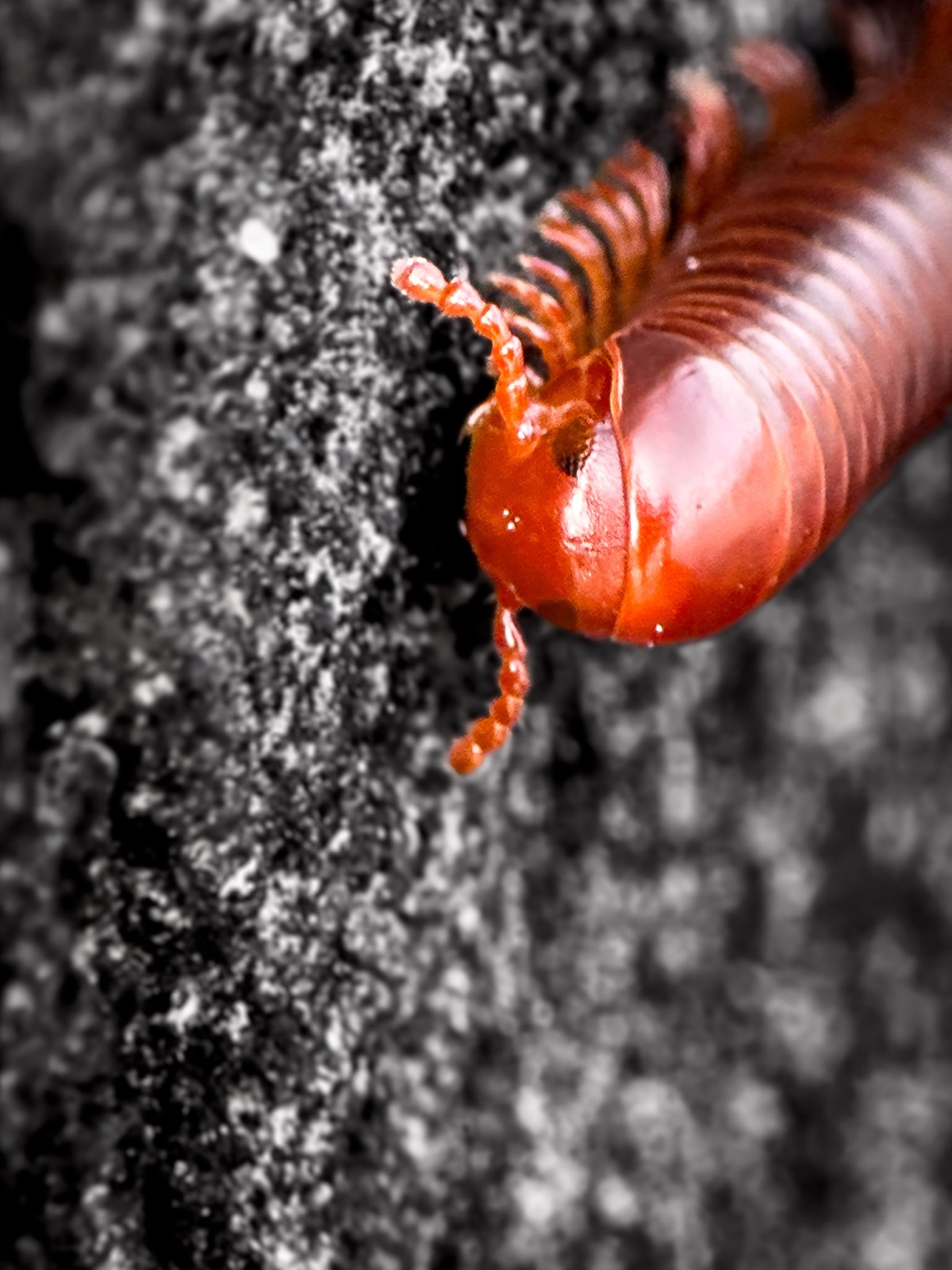 Macro close-up of a red centipede on textured ground
