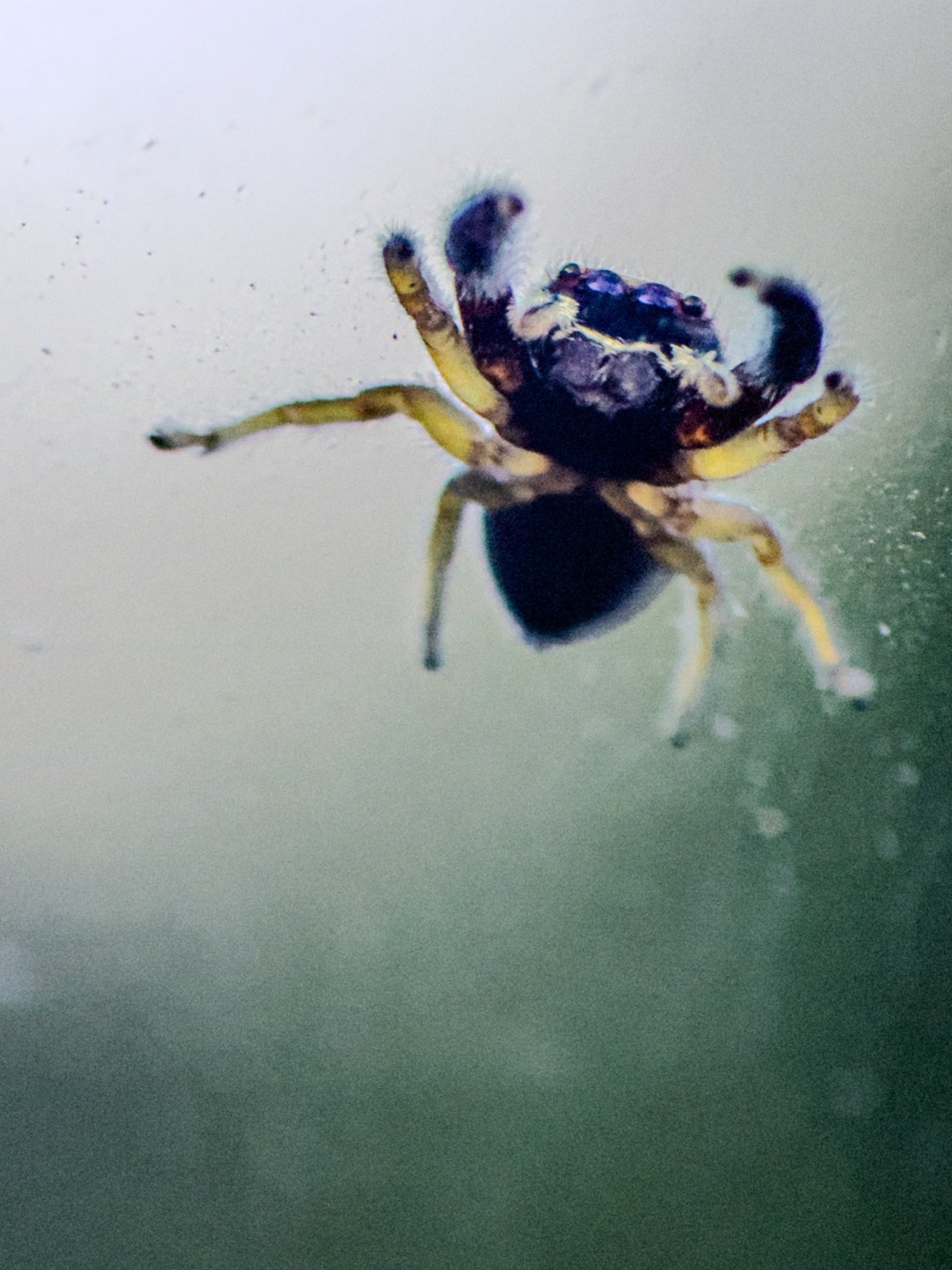 Macro close-up of a spider on its web